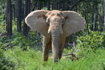 Elephants - The Elephant Sanctuary in Tennessee